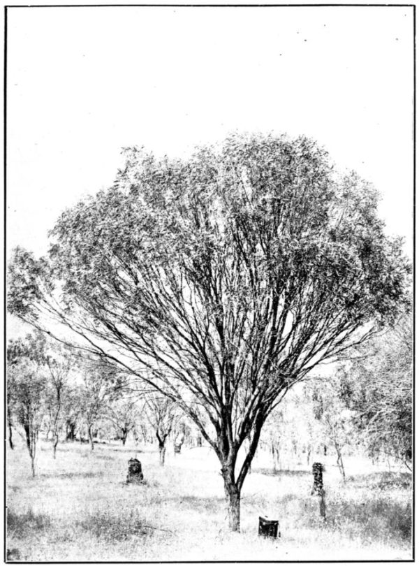 Acacia acuminata