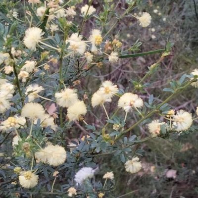 Acacia browniana Burnside 13Oct2021 1