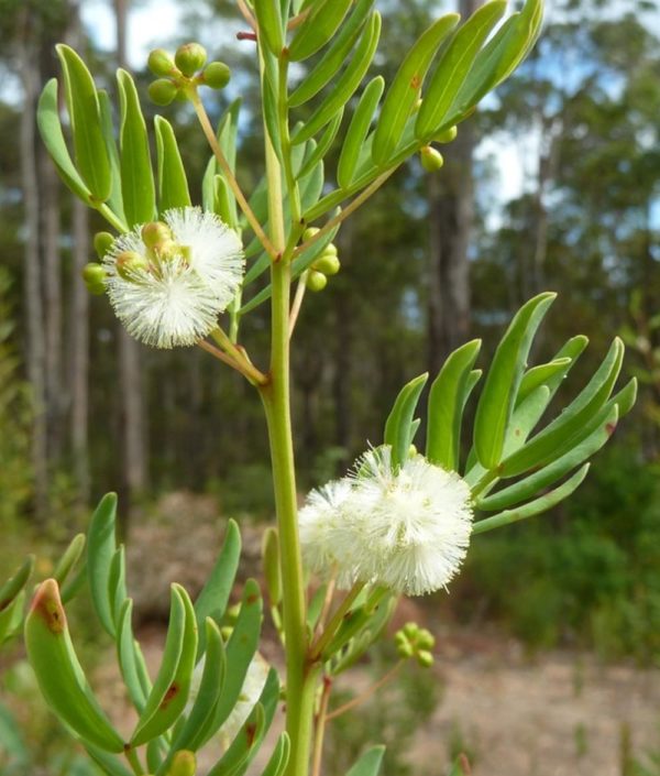 Acacia gilbertii
