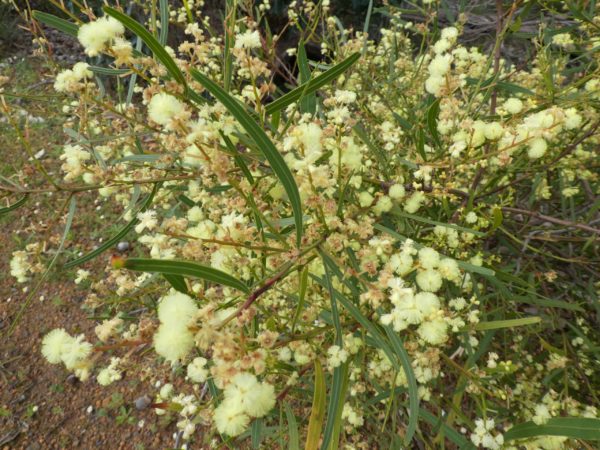 Acacia myrtifolia Hayes Rd Res 9Sep2020 RClark