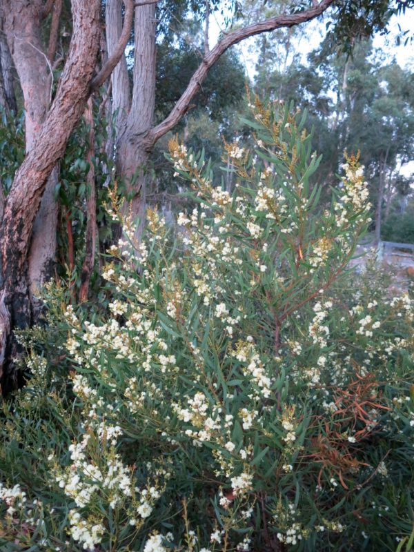 Acacia myrtifolia Yallingup 10May2015 RClark