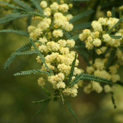 Acacia subracemosa