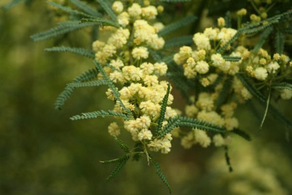 Acacia subracemosa