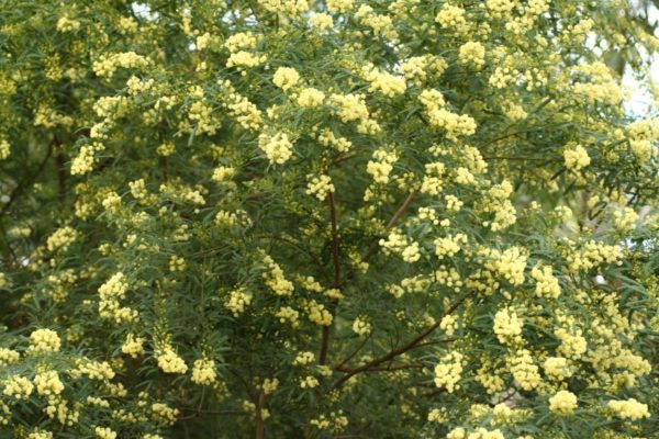 Acacia subracemosa 3Sep2006 3 MMoir