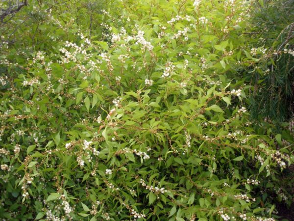 Acacia urophylla Dunsborough planted 30May2009 1 RClark