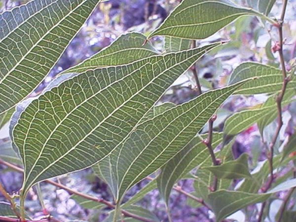 Acacia urophylla Margaret River 4Jul2007 RClark