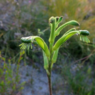 Anigozanthos viridis Ambergate 10Oct2014 RClark