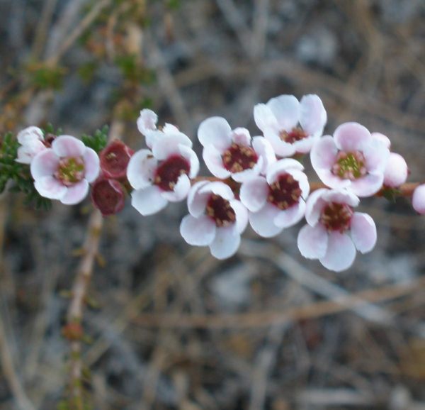 Babingtonia camphorosmae