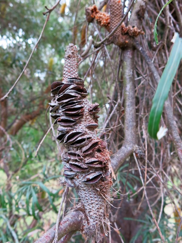Banksia ittoralis Vasse Busselton Bypass 2 Apr 2020 2 RClark