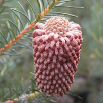 Banksia meisneri subsp ascendens