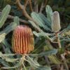 Banksia menziesii Kings Park Perth Apr 9 2014