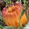 Banksia nivea