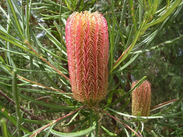 Banksia occidentalis