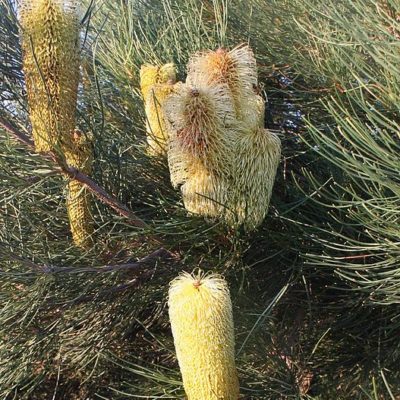 Banksia tricuspis