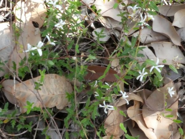Billardiera laxiflora Ambergate 29Mar2021 1 RClark