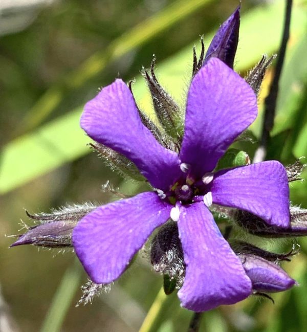 Billardiera variifolia