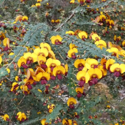 Bossiaea aquifolium Hayes Rd Res 9 Sep 2020 RClark