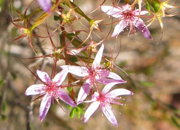 Calytrix leschenaultii