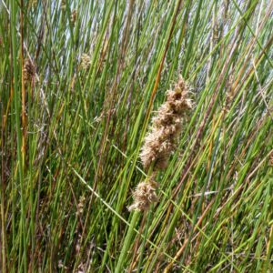 Carex tereticaulis