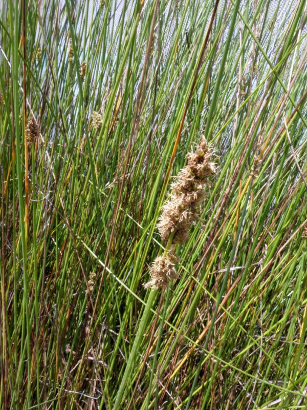 Carex tereticaulis