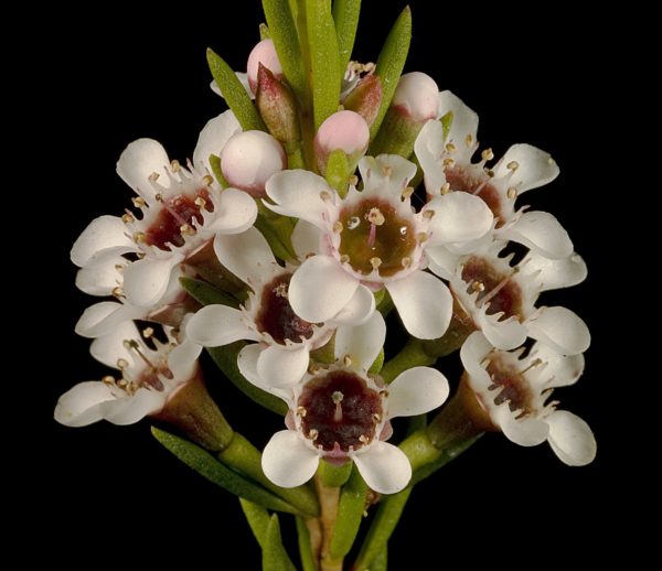 Chamelaucium floriferum subsp diffusum