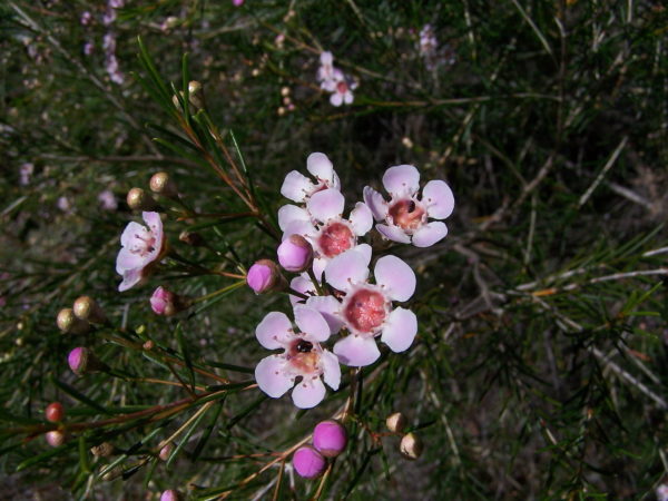 Chamelaucium uncinatum