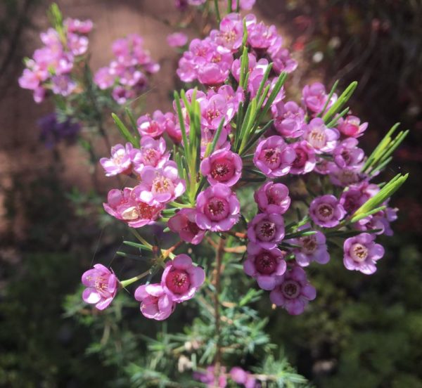 Chamelaucium x Verticordia Paddys Pink