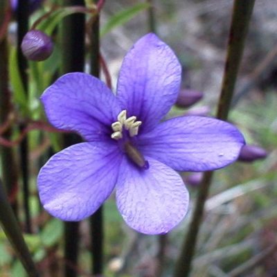 Cheiranthera parviflora