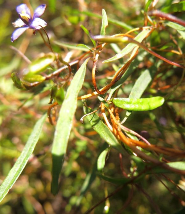 Cheiranthera parviflora Dunsborough 3Dec2014 RClark