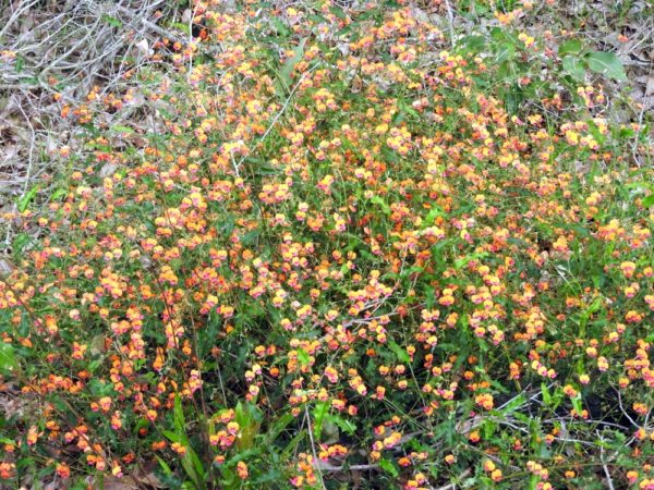 Chorizema ilicifolium Nannup1 NTanner