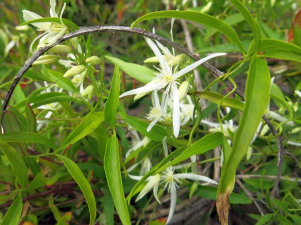 Clematis linearifolia Wyadup 24Jul2015 2 RClark