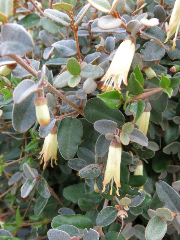Correa backhousiana var. coriacea