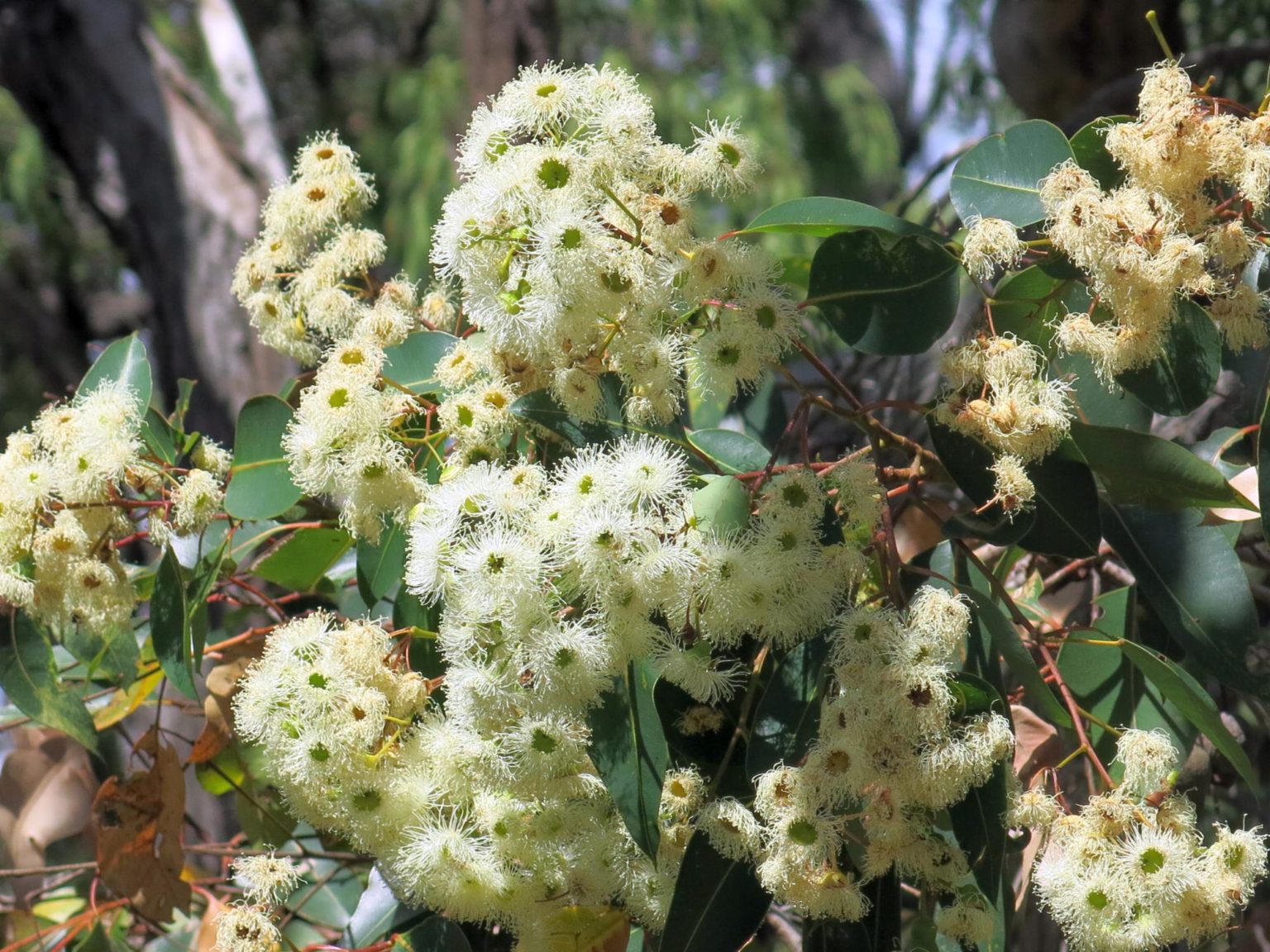 Corymbia calophylla - Geographe Plants