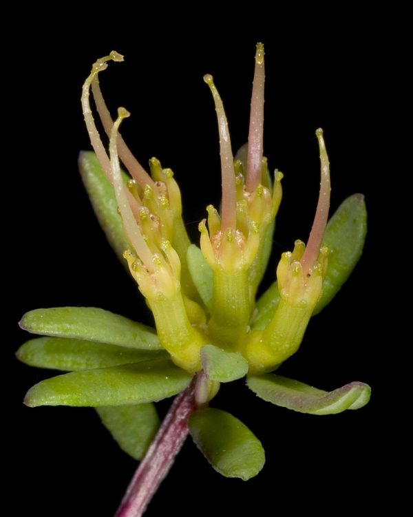 Darwinia thymoides