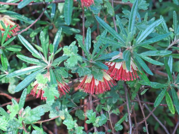 Diplolaena angustifolia dwarf Nannup garden 17Aug2019 1 RClark
