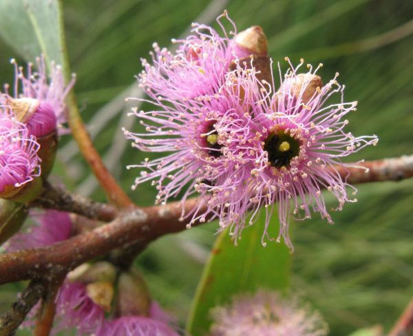 Eucalyptus albopurpurea