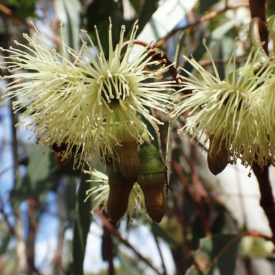Eucalyptus astringens flowers Geoff Derrin 11 Oct 2019 Commons