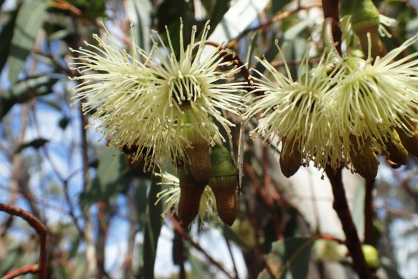 Eucalyptus astringens flowers Geoff Derrin 11 Oct 2019 Commons