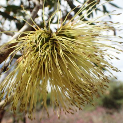Eucalyptus burdettiana flowers Geoff Derrin 11 Oct 2019 Commons