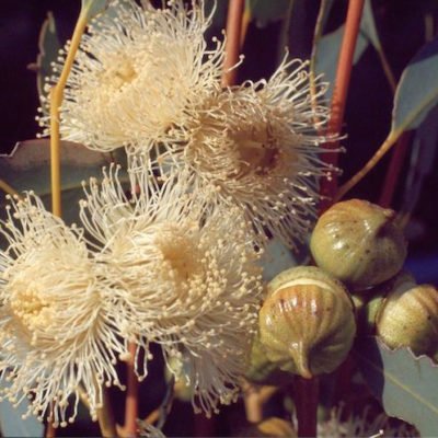 Eucalyptus burracoppinensis flowers Ivan Holliday 6 Jun 2017 Commons