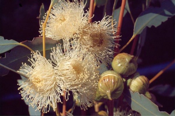 Eucalyptus burracoppinensis flowers Ivan Holliday 6 Jun 2017 Commons