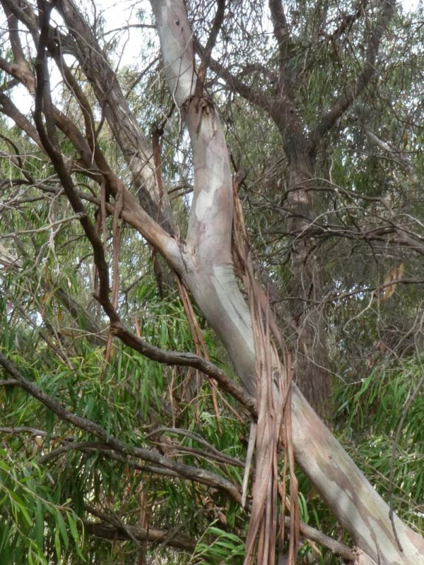 Eucalyptus cornuta Bunker Bay 11Nov2020 RClark