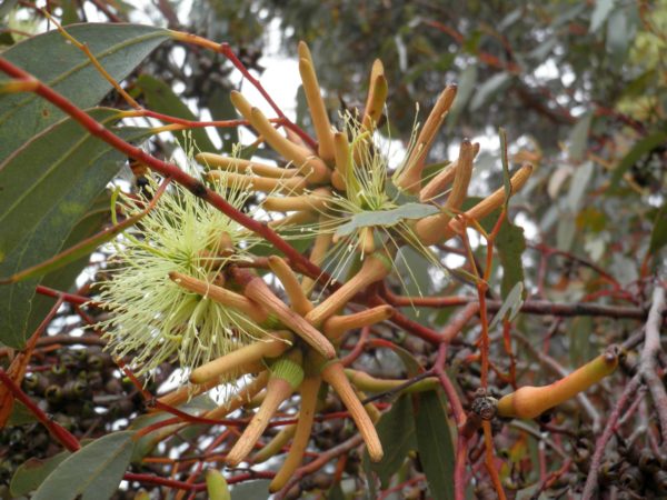 Eucalyptus cornuta