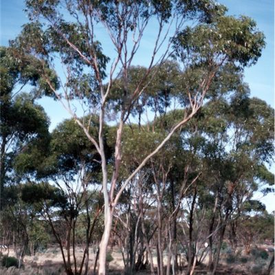 Eucalyptus corrugata