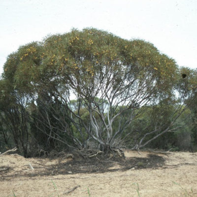 Eucalyptus deflexa
