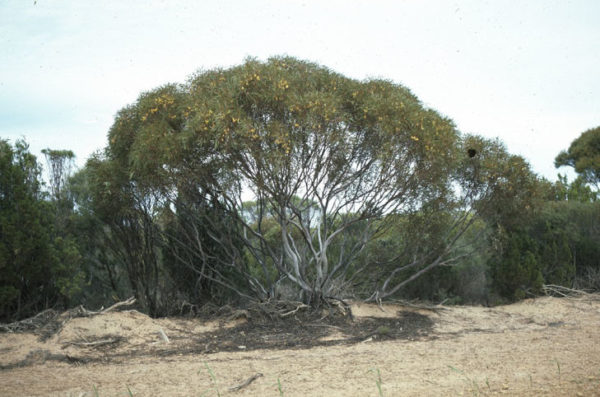 Eucalyptus deflexa