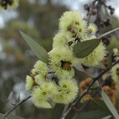 Eucalyptus desmondensis