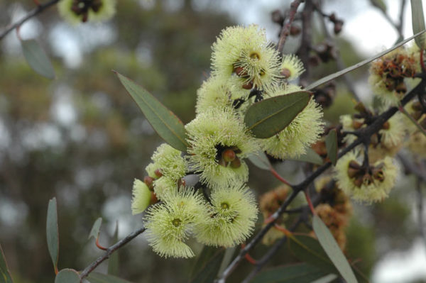 Eucalyptus desmondensis