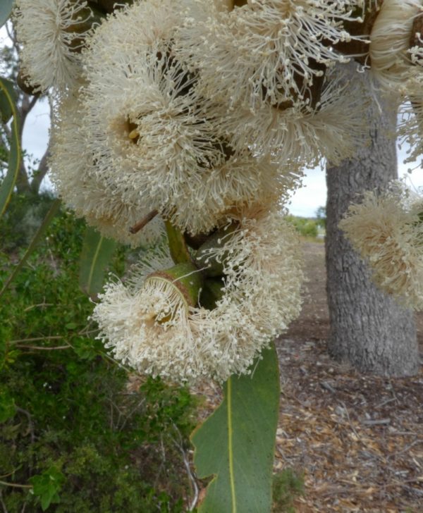 Eucalyptus gomphocephala Geographe 23Mar2021 1 RClark 1