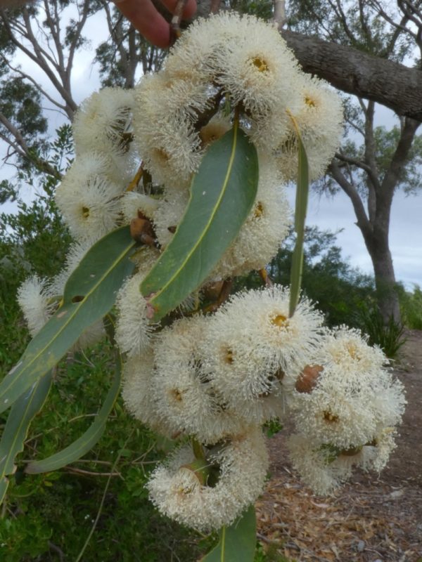 Eucalyptus gomphocephala Geographe 23Mar2021 2 RClark 1
